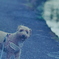 my pretty dog Ⅱ # 415