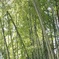 北野天満宮
