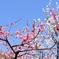 北野天満宮