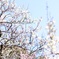 北野天満宮　梅