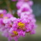 サルスベリの花（ピンク）