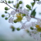 サルスベリの花（ホワイト）