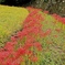 里山の秋