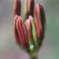 曼殊沙華の蕾