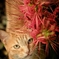 猫と彼岸花