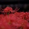 やはり彼岸花は赤が美しい