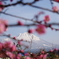 梅と大山