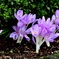 柔らかな花