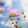 秋空に秋桜。　