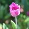 チューリップ