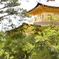 金閣寺