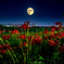 月夜の曼珠沙華