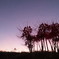 夕焼けと彼岸花