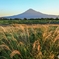 ススキと富士山