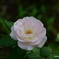 9月の薔薇