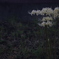 花　その203