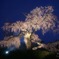 孤高の桜