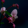 秋海棠１