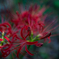 曼珠沙華２