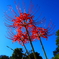 DL01-0008-Z024 (59)