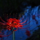 DL01-0008-Z024 (50)