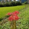 兵庫県 虎臥城大橋