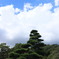 空と松