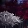 彼岸花