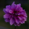 Dahlia