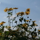 cosmos