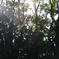 Spider Web