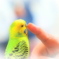 くちばしにタッチ