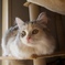 ねこ