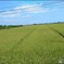 Scenery of Tom Thomas