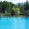 美瑛 空の青さを映す青い池