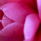 ピンクの花