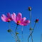秋桜