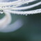 drops