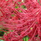 曼珠沙華