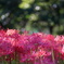 野川公園の曼珠沙華