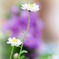 小花