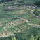 丸山千枚田