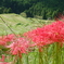 彼岸花