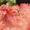 DSC_7246_00001t