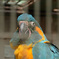 アオキコンゴウインコ
