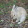 うさぎがよくする仕草