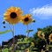 夏散歩
