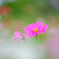 秋桜