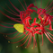 黄蝶と曼珠沙華