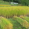 収穫　飯山線